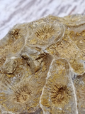 natural rough fossil coral