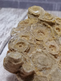 Closeup of rough coral fossil polyp