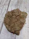 Fossil coral raw