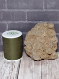 Coral Fossil for sale with size reference