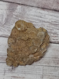 marine fossil from Morocco
