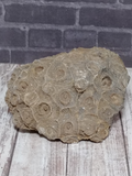 Rough coral fossil from Morocco