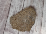 Coral Fossil for sale GGandJ.com