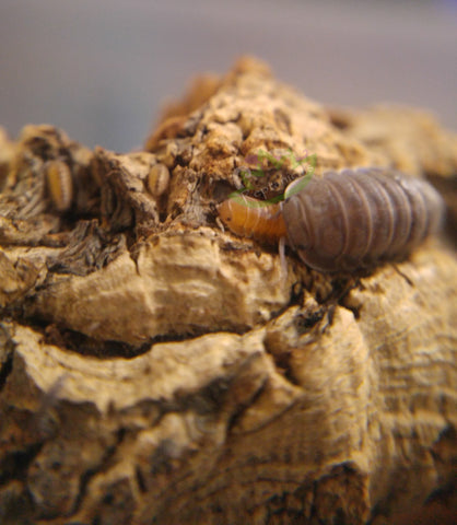 Cubaris Little Sea Isopod adult with papaya young