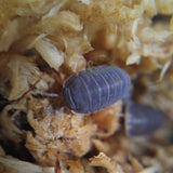 Cubaris murina Little Sea Isopod on moss