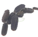 Cubaris murina little sea isopods
