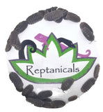 Cubaris murina Isopods - Reptanicals