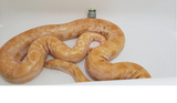 Large python first treatment with Reptanicals wound care for scale damage
