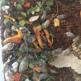 Dairy Cow isopods eating Isopod Feast by Reptanicals