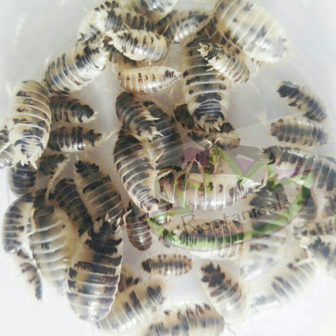 Porcellio laevis Dairy Cow Isopods - Reptanicals