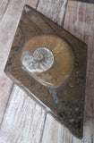 Medium Diamond Ammonite Fossil Box GGandJ.com