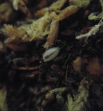 Dwarf White isopods for sale