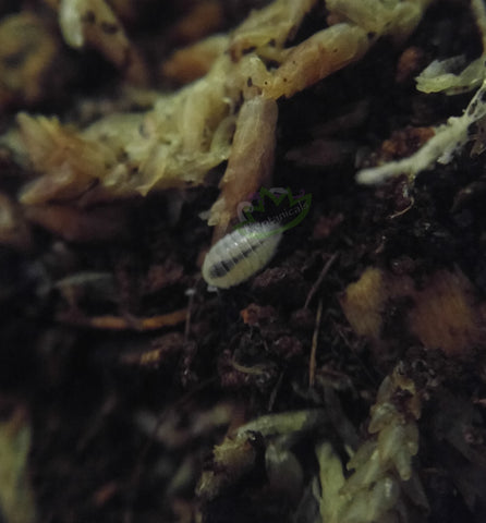 Dwarf White isopods for sale
