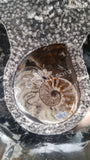Gypsy Gems & Jewelry™ Naturally Unique™ Goddess 2 Ammonite Statue Womb Close up GGandJ.com