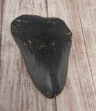 Megaladon Tooth for sale $41.99 Length, 3 3/4", GGandJ.com