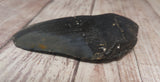 Megaladon Fossil Tooth from South Carolina
