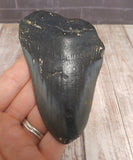 Megaladon Fossil Tooth from South Carolina with hand size reference