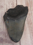 backside of Megaladon Shark Tooth