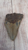 Megaladon Fossil Tooth from South Carolina