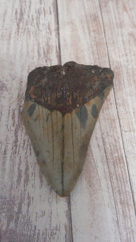 Megaladon Fossil Tooth from South Carolina