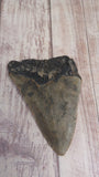 Megaladon Tooth for sale $40.99 Length, 3.4", GGandJ.com
