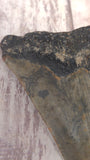 natural heart on back of Megaladon shark tooth fossil