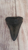 Megaladon tooth for Sale $29.99 GGandJ.com