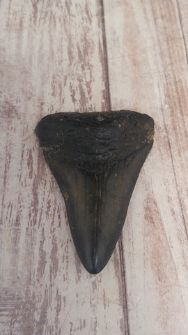 Megaladon tooth for Sale $29.99 GGandJ.com