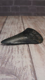 Side view of 2.5" megaladon