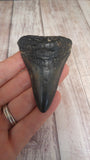 Megaladon tooth