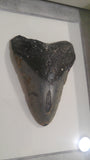 Framed and mounted Megaladon tooth fossil with hand rubbed charcoal matting