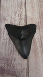 Megaladon tooth 2.25"