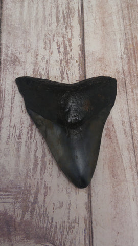 Megaladon tooth 2.25"