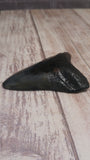 Fossil megaladon tooth for sale