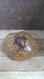 Copper sea turtle on polished coral