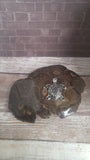 Sea turtle coral fossil marine gift
