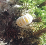 Magic Potion Isopods for sale