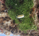 Japanese Magic Potion Isopod on pillow moss green and yellow