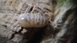 Magic Potion Isopod Swirls of yellow and spots of black