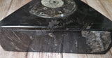Fossil Box from Morocco GGandJ.com