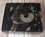 Medium Fossil Box C
