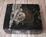 Medium Fossil Box D
