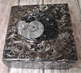 Medium Fossil Box A GGandJ.com