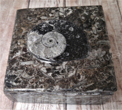 Medium Fossil Box A GGandJ.com