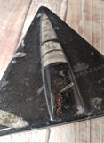 Medium Orthoceras Fossil Box from Morocco