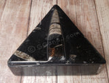 Orthoceras Keepsake Box