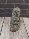Ancient marine fossil squid