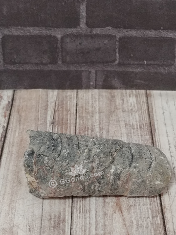 Orthoceras Fossil from Morocco