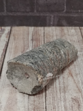 Orthoceras Fossilized marine creature gift idea