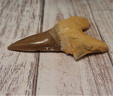 Otodus Obliquus Shark Tooth